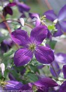 Image result for Clematis Happy Jack Purple