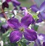 Image result for Clematis Purple for Part Shade