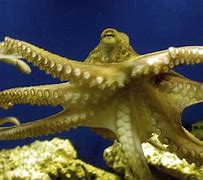 Image result for Octopus Ancestor