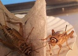 Image result for How to Feed Crickets
