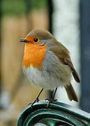 Image result for Red Robin Pics