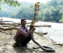 Image result for Biggest Snake Species in the World