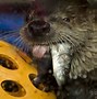 Image result for Otter Side View