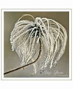 Image result for Clematis Seed Heads in Winter