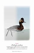 Image result for Podiceps andinus