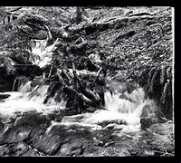Image result for Black and White Nature Wallpaper