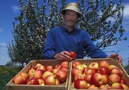 Image result for Honeycrisp Apple Tree Pollination