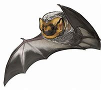 Image result for Painted Bat Bastar