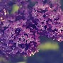 Image result for Lilac Purple Shade