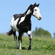 Image result for Black American Paint Horse