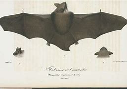 Image result for Honey. Stir Bat Antique