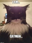 Image result for Cat Man Meme