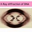 Image result for Chromosome Complement