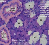 Image result for Histology Slide Printer