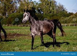 Image result for Horse Trotting Front View