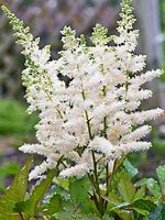 Image result for Astilbe Verswhite ® (YOUNIQUE WHITE)