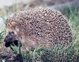 Image result for Real Hedgehog