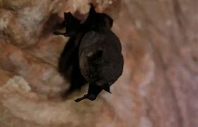 Image result for Gray Bat Habitat