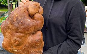 Image result for World's Biggest Potato