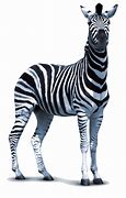 Image result for A Zebra without Stripes