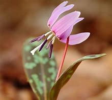 Image result for Erythronium dens-canis Lilac Wonder