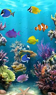 Image result for Tropical fish