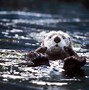 Image result for Black Sea Otter
