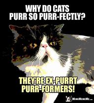 Image result for Cat Meme My Ancesters Purr for Me Human
