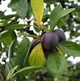 Image result for Prunus domestica Ontario