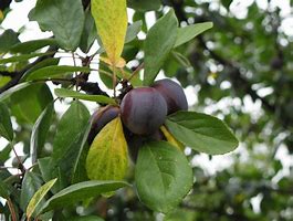 Image result for Prunus domestica Président