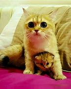 Image result for Phone Pink Cat Flufy