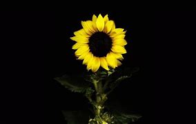 Image result for Sunflower On Black Background