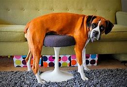 Image result for Funny Fails at Pets