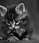 Image result for Cat Lock Screen Wallpaper for PC