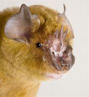 Image result for Trident Leaf-Nosed Bat