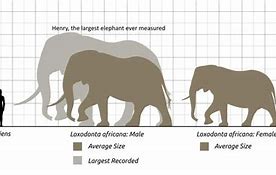 Image result for How Big Is an African Elephant