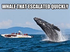 Image result for Whale Swimming Meme