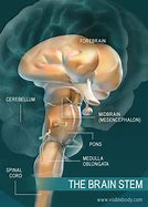Image result for Brain Anatomy Function