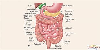Image result for Small Intestine Size