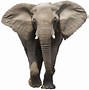 Image result for Free Pic Elephant No Background