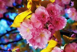 Image result for Mac Wallpaper Flower