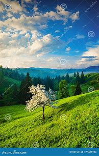 Image result for Apple Tree Hill