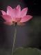 Image result for Red Lotus Flower in Bloom
