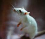 Image result for Cute Funny Rat