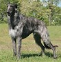 Image result for Scottish Deerhound