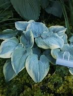 Image result for Hosta Blue Flame