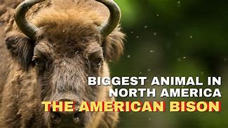 Image result for Biggest Bison Ever
