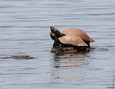Image result for Erymnochelys madagascariensis