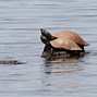 Image result for Erymnochelys madagascariensis