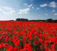 Image result for Cumbrian Poppies